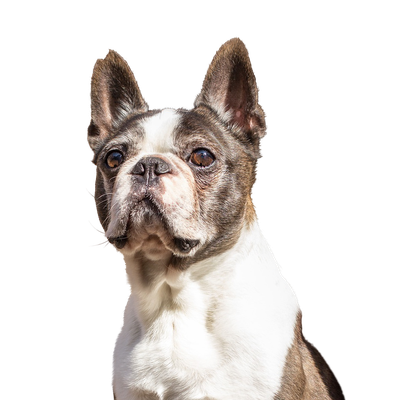 Robin williams cheap boston terrier